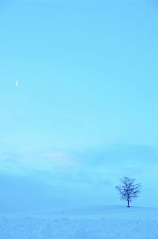 无人,竖图,室外,白天,正面,旅游,度假,美景,雪,植物,大雪,北海道,日本,亚洲,一棵,阴影,光线,影子,积雪,景观,雪景,云,云朵,冬季,冬天,云彩,娱乐,树,树木,蓝色,绿色,白云,蓝天,天空,阳光,自然,天,享受,休闲,景色,放松,寒冷,生长,成长,自然风光,东亚,日本国,北海道地方,北海道岛,严寒,彩图