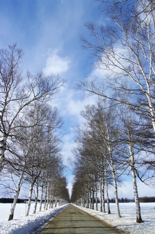 无人,竖图,室外,白天,正面,旅游,度假,草地,草坪,美景,森林,树林,雪,植物,大雪,道路,路,北海道,日本,亚洲,一排,阴影,整齐,光线,影子,积雪,景观,雪景,云,云朵,冬季,冬天,小路,交通,云彩,娱乐,草,树,树木,排列,蓝色,绿色,白云,蓝天,天空,阳光,自然,天,享受,休闲,景色,放松,寒冷,乡间小路,生长,成长,队列,自然风光,东亚,日本国,北海道地方,北海道岛,严寒,彩图