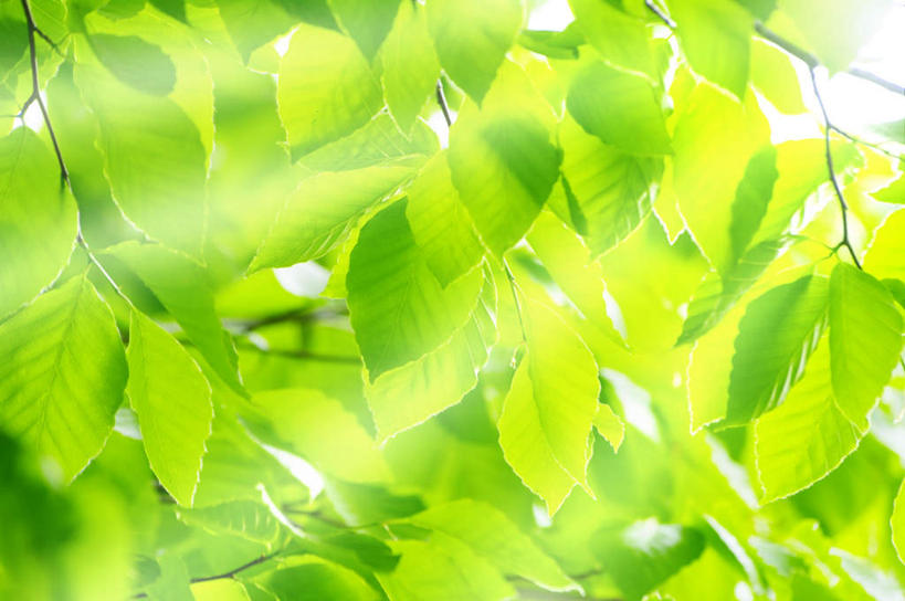 无人,横图,室外,白天,仰视,旅游,度假,美景,植物,叶子,北海道,日本,亚洲,阴影,光线,影子,景观,绿叶,娱乐,树,树木,蓝色,绿色,蓝天,天空,阳光,自然,天,享受,休闲,嫩叶,景色,放松,遮,遮掩,生长,成长,掩盖,遮挡,自然风光,东亚,遮盖,日本国,北海道地方,北海道岛,掩饰,叶,叶片,彩图,低角度拍摄