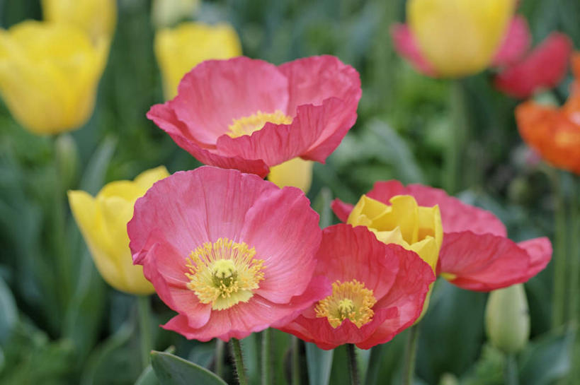 无人,横图,俯视,室外,特写,白天,爱情,旅游,度假,美景,植物,罂粟,郁金香,叶子,日本,亚洲,许多,阴影,朦胧,模糊,盛开,光线,影子,景观,绿叶,草药,祝福,花蕾,娱乐,中药,花,花瓣,花朵,鲜花,黄色,红色,阳光,自然,花苞,花蕊,享受,休闲,嫩叶,景色,放松,毒品,表白,自然风光,药材,中草药,荣誉,东亚,中药材,本草,本州,本州岛,日本国,近畿地方,近畿,兵库,兵库县,永恒,止痛,镇静,安眠,叶,叶片,郁香,罂粟花,洋荷花,草麝香,彩图,高角度拍摄