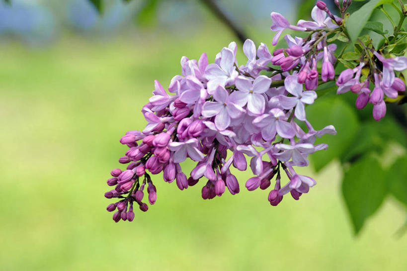 无人,横图,室外,特写,白天,正面,旅游,度假,美景,叶子,日本,亚洲,许多,阴影,朦胧,模糊,盛开,光线,影子,景观,绿叶,花蕾,娱乐,花,花瓣,花朵,鲜花,紫色,阳光,自然,花苞,花蕊,享受,休闲,嫩叶,景色,放松,大阪,自然风光,光辉,东亚,本州,大阪府,本州岛,日本国,近畿地方,近畿,初恋,愁绪,愁怨,华北紫丁香,龙梢子,丁香,紫丁香,叶,叶片,彩图