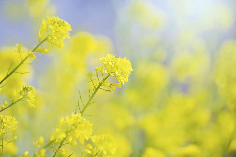 无人,横图,室外,特写,白天,正面,旅游,度假,草地,草坪,美景,植物,日本,亚洲,阴影,朦胧,模糊,盛开,光线,影子,景观,花蕾,娱乐,草,花,花瓣,花朵,鲜花,黄色,蓝色,绿色,蓝天,天空,阳光,自然,天,花苞,花蕊,油菜花,享受,休闲,景色,放松,自然风光,东亚,本州,本州岛,日本国,近畿地方,近畿,滋贺,滋贺县,彩图,芸苔,芸薹