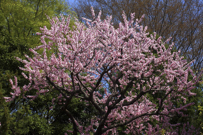 无人,横图,室外,白天,仰视,旅游,度假,美景,树林,植物,樱花,东京,日本,亚洲,阴影,盛开,光线,影子,景观,花蕾,娱乐,花,花瓣,花朵,鲜花,树,树木,粉色,蓝色,绿色,蓝天,天空,阳光,自然,天,花苞,花蕊,享受,休闲,景色,放松,生长,成长,自然风光,东亚,本州,关东地方,本州岛,日本国,东京都,仙樱花,福岛樱,青肤樱,荆桃,彩图,低角度拍摄