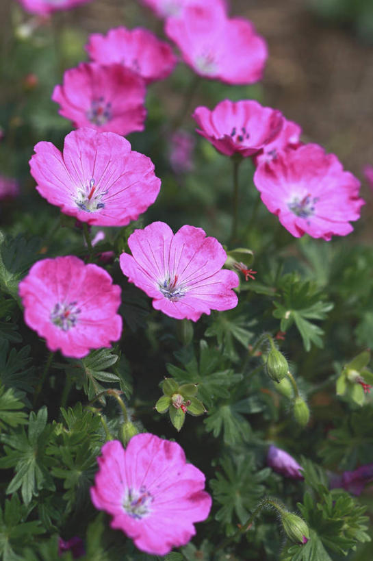 无人,竖图,俯视,室外,特写,白天,旅游,度假,草地,草坪,美景,植物,日本,亚洲,许多,阴影,朦胧,模糊,盛开,光线,影子,景观,花蕾,娱乐,草,花,花瓣,花朵,鲜花,粉色,绿色,阳光,自然,花苞,花蕊,享受,休闲,景色,放松,洋绣球,天竺葵,自然风光,东亚,本州,关东地方,本州岛,日本国,崎玉,崎玉县,驱蚊草,日烂红,入腊红,石腊红,洋葵,彩图,高角度拍摄