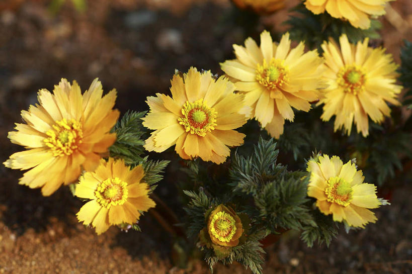 无人,横图,俯视,室外,特写,白天,旅游,度假,美景,叶子,东京,日本,亚洲,许多,阴影,朦胧,模糊,盛开,光线,影子,景观,绿叶,花蕾,娱乐,花,花瓣,花朵,鲜花,黄色,阳光,自然,花苞,花蕊,享受,休闲,嫩叶,景色,放松,自然风光,东亚,本州,关东地方,本州岛,日本国,东京都,福寿草,叶,叶片,彩图,高角度拍摄