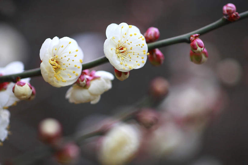 无人,横图,俯视,室外,特写,白天,旅游,度假,美景,树林,植物,东京,日本,亚洲,阴影,朦胧,模糊,盛开,光线,影子,景观,梅花,枝条,花蕾,娱乐,花,花瓣,花朵,鲜花,树,树木,绿色,白色,阳光,自然,花苞,花蕊,享受,休闲,景色,放松,生长,成长,高雅,坚强,自然风光,东亚,本州,关东地方,本州岛,日本国,东京都,梅,彩图,高角度拍摄
