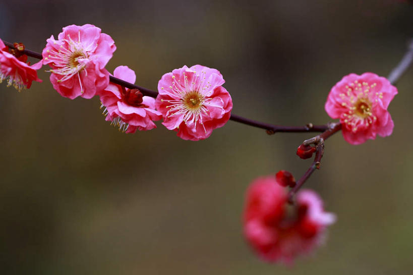 无人,横图,俯视,室外,特写,白天,旅游,度假,美景,东京,日本,亚洲,许多,阴影,朦胧,模糊,盛开,光线,影子,景观,梅花,花蕾,娱乐,花,花瓣,花朵,鲜花,粉色,阳光,自然,花苞,花蕊,享受,休闲,景色,放松,高雅,坚强,自然风光,东亚,本州,关东地方,本州岛,日本国,东京都,梅,彩图,高角度拍摄