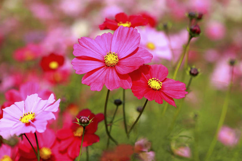 无人,横图,俯视,室外,特写,白天,旅游,度假,自由,幸福,草地,草坪,美景,植物,日本,亚洲,许多,阴影,朦胧,模糊,盛开,光线,影子,景观,波斯菊,花蕾,娱乐,草,花,花瓣,花朵,鲜花,粉色,绿色,阳光,自然,花苞,花蕊,清洁,享受,休闲,菊花,景色,放松,大波斯菊,吉祥,自然风光,东亚,本州,关东地方,本州岛,日本国,高洁,秋英,崎玉,崎玉县,格桑花,秋樱,扫帚梅,八瓣梅,初恋,多情,彩图,高角度拍摄,时光