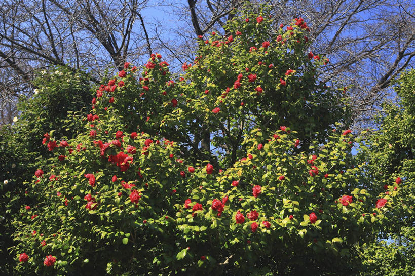 无人,横图,室外,白天,仰视,旅游,度假,草地,草坪,美景,植物,山茶花,东京,日本,亚洲,阴影,盛开,光线,影子,景观,花蕾,娱乐,草,花,花瓣,花朵,鲜花,树,树木,红色,蓝色,绿色,蓝天,天空,阳光,自然,天,花苞,花蕊,享受,休闲,景色,放松,生长,成长,自然风光,东亚,本州,关东地方,本州岛,日本国,东京都,玉茗花,耐冬,海石榴,茶花,彩图,低角度拍摄