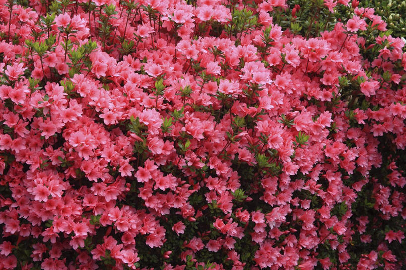 无人,横图,俯视,室外,白天,旅游,度假,美景,杜鹃花,叶子,东京,日本,亚洲,阴影,盛开,光线,影子,景观,杜鹃,绿叶,花蕾,娱乐,花,花瓣,花朵,鲜花,红色,阳光,自然,花苞,花蕊,享受,休闲,嫩叶,景色,放松,喜悦,克制,自然风光,东亚,本州,关东地方,本州岛,日本国,东京都,红杜鹃,满山红,清明花,清时,山踯躅,红踯躅,节制,欣喜,山石榴,映山红,叶,叶片,彩图,高角度拍摄