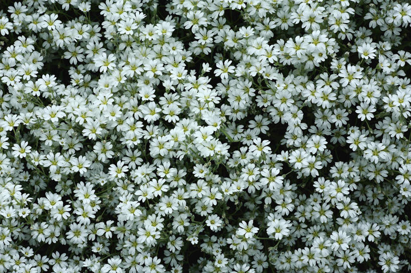 无人,横图,俯视,室外,白天,旅游,度假,花海,花圃,美景,植物,叶子,日本,亚洲,许多,阴影,盛开,光线,影子,景观,绿叶,花蕾,娱乐,花,花瓣,花朵,花卉,鲜花,绿色,白色,阳光,自然,花丛,花束,花田,花苞,花蕊,享受,休闲,嫩叶,景色,放松,灌木,自然风光,东亚,本州,关东地方,本州岛,日本国,崎玉,崎玉县,叶,叶片,彩图,高角度拍摄