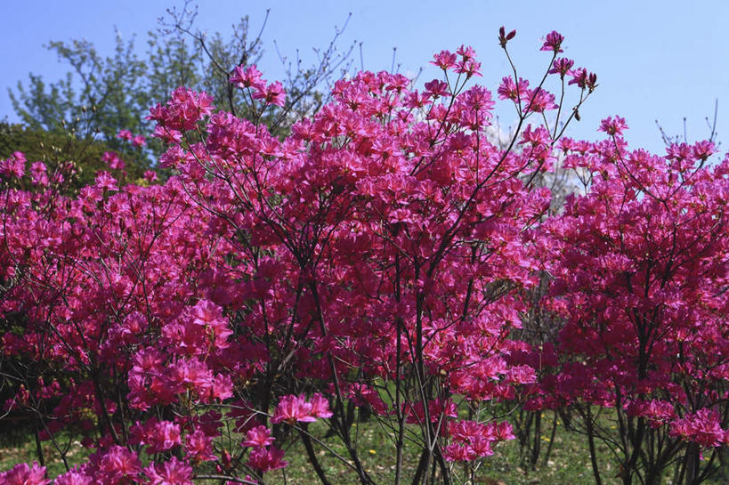 无人,横图,室外,白天,正面,旅游,度假,草地,草坪,美景,植物,杜鹃花,东京,日本,亚洲,阴影,盛开,光线,影子,景观,杜鹃,花蕾,娱乐,草,花,花瓣,花朵,鲜花,树,树木,红色,蓝色,绿色,蓝天,天空,阳光,自然,天,花苞,花蕊,享受,休闲,景色,放松,生长,成长,喜悦,克制,自然风光,东亚,本州,关东地方,本州岛,日本国,东京都,红杜鹃,满山红,清明花,清时,山踯躅,红踯躅,节制,欣喜,山石榴,映山红,彩图