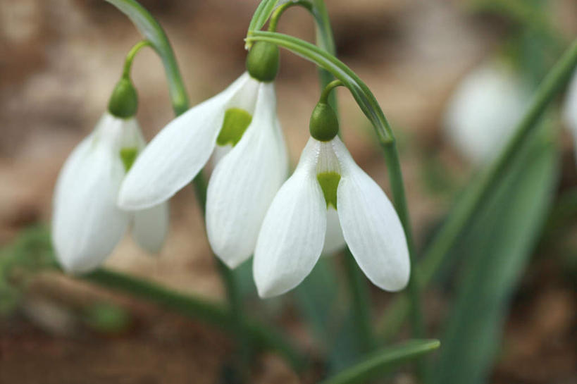无人,横图,俯视,室外,特写,白天,旅游,度假,美景,叶子,东京,日本,亚洲,阴影,朦胧,模糊,盛开,光线,影子,景观,绿叶,花蕾,娱乐,花,花瓣,花朵,鲜花,白色,阳光,自然,花苞,花蕊,享受,休闲,嫩叶,景色,放松,自然风光,东亚,本州,关东地方,本州岛,日本国,东京都,雪莲花,叶,叶片,彩图,高角度拍摄