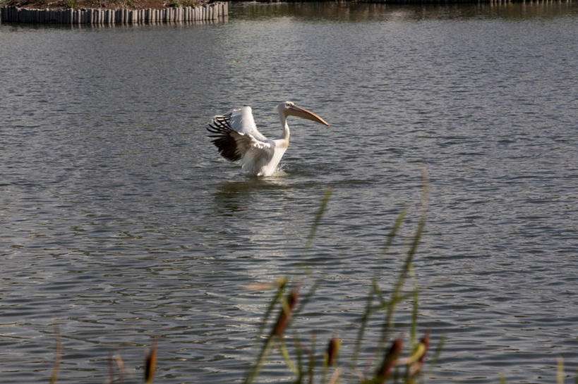 无人,站,横图,室外,白天,侧面,旅游,度假,草地,草坪,湖,湖泊,美景,水,植物,鸟,野生动物,阴影,波纹,光线,鸟类,影子,湖面,景观,水流,水面,注视,娱乐,草,一只,绿色,白色,水纹,阳光,自然,动物,波浪,湖水,观察,看,站着,享受,休闲,景色,放松,可爱,活泼,观看,察看,关注,自然风光,鹈鹕,站立,彩图,全身