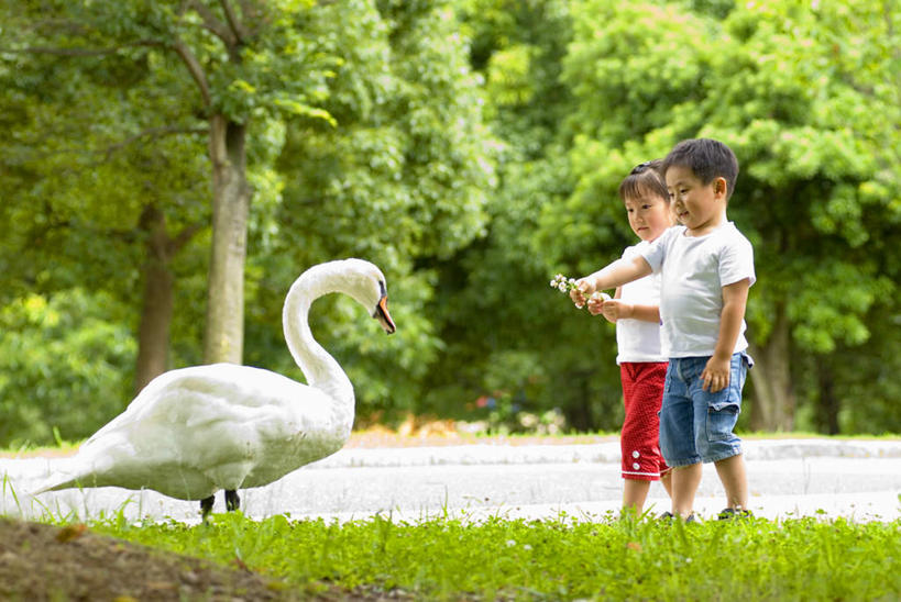 东方人,儿童,两个人,伙伴,朋友,站,笑,摸,微笑,露齿笑,横图,室外,白天,正面,旅游,度假,友谊,纯洁,草地,草坪,树林,植物,鸟,野生动物,天鹅,亚洲,抚摸,阴影,服装,光线,鸟类,影子,注视,休闲装,黄种人,娱乐,草,树,树木,一只,小孩,衣服,绿色,白色,阳光,自然,动物,观察,看,站着,享受,休闲,休闲服,放松,可爱,童年,童趣,服饰,生长,成长,观看,察看,关注,童真,烂漫,无邪,天真,友情,男孩,男人,男性,女孩,女人,女性,亚洲人,鹄,触摸,接触,站立,彩图,全身,男生,女生