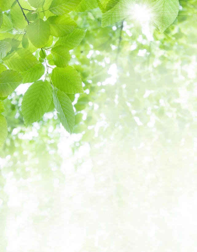 无人,竖图,室外,特写,白天,仰视,旅游,度假,美景,植物,叶子,日本,亚洲,阴影,光线,纹理,影子,景观,绿叶,千叶县,娱乐,蓝色,绿色,蓝天,天空,阳光,自然,天,享受,休闲,嫩叶,景色,放松,晴朗,自然风光,东亚,本州,万里无云,肌理,关东地方,本州岛,日本国,千叶,叶,叶片,叶脉,晴空,晴空万里,彩图,低角度拍摄