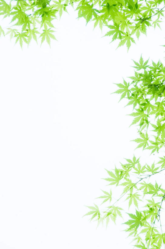 无人,竖图,室外,特写,白天,仰视,旅游,度假,美景,植物,叶子,日本,亚洲,阴影,光线,纹理,影子,景观,绿叶,千叶县,娱乐,蓝色,绿色,蓝天,天空,阳光,自然,天,享受,休闲,嫩叶,景色,放松,晴朗,自然风光,东亚,本州,万里无云,肌理,关东地方,本州岛,日本国,千叶,叶,叶片,叶脉,晴空,晴空万里,彩图,低角度拍摄