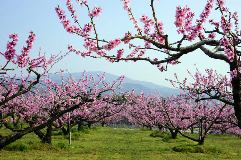 无人,横图,室外,白天,正面,爱情,旅游,度假,草地,草坪,美景,树林,植物,桃花,爱知县,日本,亚洲,许多,景观,娱乐,草,树,树木,蓝色,绿色,蓝天,天空,自然,天,享受,休闲,景色,放松,生长,晴朗,成长,俘虏,自然风光,东亚,本州,万里无云,本州岛,日本国,中部地方,爱知,晴空,晴空万里,彩图