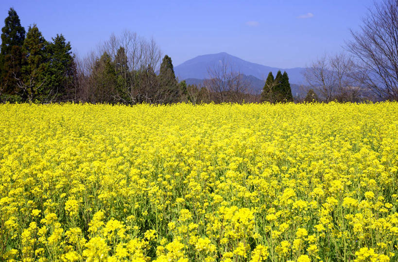 无人,横图,室外,白天,正面,旅游,度假,花海,花圃,美景,植物,叶子,日本,亚洲,许多,盛开,景观,绿叶,花蕾,娱乐,花,花瓣,花朵,花卉,鲜花,树,树木,黄色,蓝色,绿色,蓝天,天空,自然,花丛,花田,天,花苞,花蕊,油菜花,享受,休闲,嫩叶,景色,放松,生长,晴朗,成长,自然风光,东亚,本州,万里无云,本州岛,日本国,中部地方,岐阜,岐阜县,叶,叶片,晴空,晴空万里,彩图,芸苔,芸薹