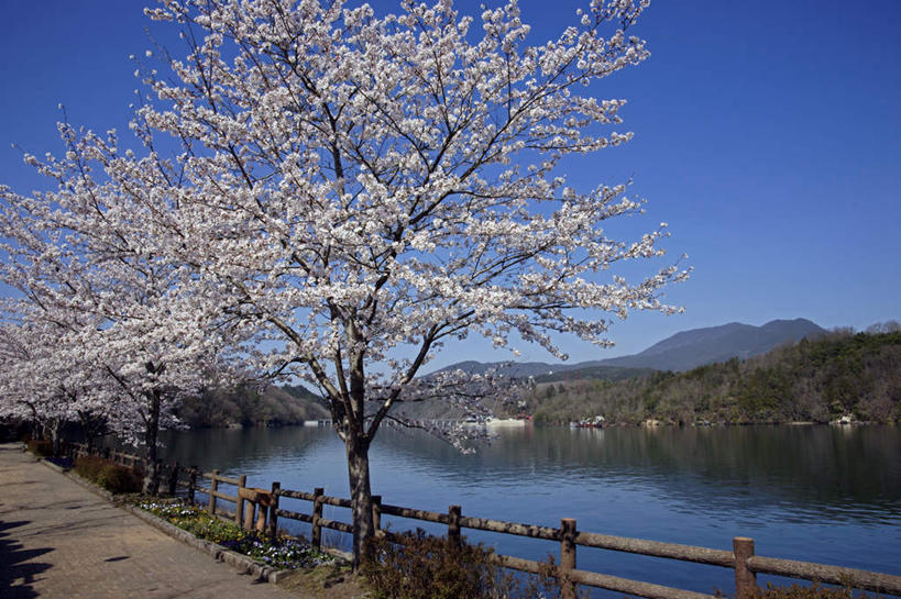 无人,栏杆,横图,室外,白天,正面,旅游,度假,河流,美景,山,树林,水,植物,道路,路,樱花,日本,亚洲,许多,阴影,光线,影子,河水,景观,山峰,水流,围栏,小路,樱花树,交通,山峦,娱乐,护栏,树,树木,蓝色,绿色,蓝天,天空,阳光,自然,天,享受,休闲,景色,放松,生长,晴朗,成长,自然风光,东亚,本州,万里无云,本州岛,日本国,中部地方,岐阜,岐阜县,仙樱花,福岛樱,青肤樱,晴空,晴空万里,荆桃,彩图