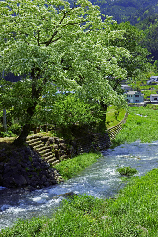 无人,家,竖图,室外,白天,正面,旅游,度假,河流,美景,山,山脉,水,植物,日本,亚洲,阴影,光线,影子,房屋,屋子,河水,景观,山峰,水流,山峦,娱乐,楼房,台阶,住宅,树,树木,绿色,小溪,阳光,自然,群山,溪水,享受,休闲,景色,放松,生长,成长,自然风光,东亚,本州,本州岛,日本国,中部地方,岐阜,岐阜县,彩图,房子