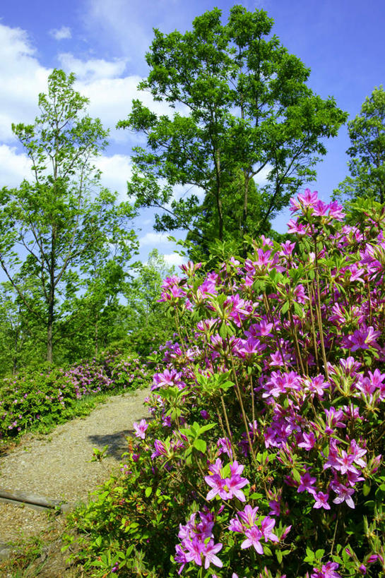 无人,竖图,室外,白天,仰视,旅游,度假,美景,植物,道路,路,杜鹃花,日本,亚洲,阴影,光线,影子,景观,云,云朵,小路,杜鹃,交通,云彩,娱乐,树,树木,粉色,蓝色,绿色,白云,蓝天,天空,阳光,自然,天,享受,休闲,景色,放松,乡间小路,生长,晴朗,成长,喜悦,克制,自然风光,东亚,本州,三重县,本州岛,日本国,近畿地方,近畿,红杜鹃,满山红,清明花,清时,山踯躅,红踯躅,节制,欣喜,三重,山石榴,映山红,晴空,彩图,低角度拍摄