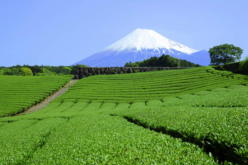 无人,家,农田,横图,室外,白天,仰视,旅游,度假,庄稼,农作物,美景,山,山脉,雪,植物,大雪,日本,亚洲,阴影,光线,影子,房屋,屋子,积雪,景观,山峰,雪景,冬季,冬天,山峦,娱乐,楼房,住宅,树,树木,蓝色,绿色,蓝天,天空,阳光,自然,群山,天,享受,休闲,景色,放松,寒冷,生长,晴朗,成长,自然风光,东亚,本州,万里无云,本州岛,日本国,中部地方,岐阜,岐阜县,严寒,晴空,晴空万里,彩图,低角度拍摄,耕地,庄稼田,房子
