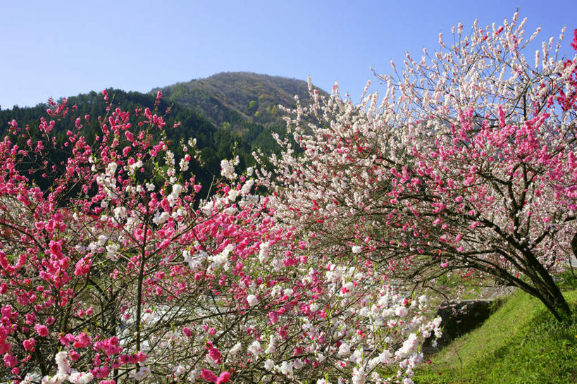 无人,横图,室外,白天,仰视,爱情,旅游,度假,草地,草坪,美景,山,山脉,植物,桃花,叶子,长野县,日本,亚洲,许多,盛开,景观,山峰,绿叶,山峦,娱乐,草,花,花瓣,花朵,花卉,鲜花,树,树木,蓝色,绿色,蓝天,天空,自然,群山,天,花蕊,享受,休闲,嫩叶,景色,放松,生长,晴朗,成长,俘虏,自然风光,东亚,本州,万里无云,本州岛,日本国,中部地方,长野,叶,叶片,晴空,晴空万里,彩图,低角度拍摄