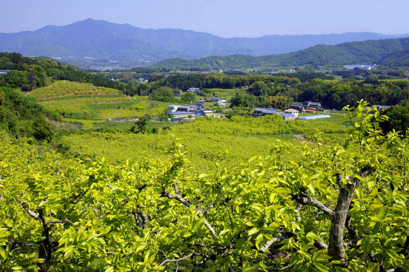 无人,家,横图,室外,白天,正面,旅游,度假,幸福,美景,山,山脉,植物,茶,日本,亚洲,房屋,屋子,景观,山峰,茶叶,山峦,娱乐,茶园,楼房,住宅,树,树木,蓝色,绿色,蓝天,天空,自然,群山,天,享受,休闲,温馨,景色,放松,乐趣,生长,晴朗,成长,提神,舒适,自然风光,醒脑,东亚,本州,万里无云,本州岛,日本国,中部地方,岐阜,岐阜县,晴空,晴空万里,彩图,房子