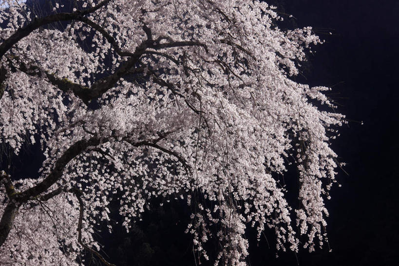 无人,横图,室外,白天,正面,旅游,度假,美景,植物,樱花,一棵,许多,盛开,景观,樱花树,枝条,娱乐,花,花瓣,花朵,花卉,鲜花,树,树干,树木,树枝,绿色,蓝天,天空,自然,天,花蕊,享受,休闲,景色,放松,生长,成长,自然风光,仙樱花,福岛樱,青肤樱,荆桃,彩图