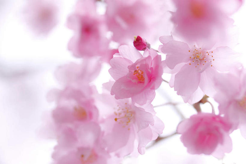 无人,横图,室外,白天,仰视,美景,植物,樱花,静物,许多,阴影,盛开,光线,影子,景观,粉红,花,花瓣,花朵,花卉,鲜花,粉色,蓝色,蓝天,天空,阳光,自然,天,花蕊,景色,晴朗,自然风光,万里无云,仙樱花,福岛樱,青肤樱,晴空,晴空万里,荆桃,彩图,低角度拍摄