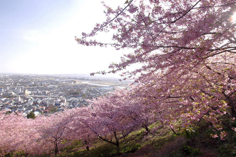 无人,家,横图,室外,白天,仰视,旅游,度假,花海,花圃,美景,植物,别墅,城市风光,标志建筑,城市,地标,建筑,樱花,叶子,神奈川,日本,亚洲,许多,盛开,房屋,屋子,景观,公寓,绿叶,神奈川县,花蕾,娱乐,建设,洋房,楼房,住宅,花,花瓣,花朵,花卉,鲜花,绿色,自然,花丛,花田,花苞,花蕊,享受,休闲,嫩叶,景色,放松,生长,成长,自然风光,东亚,本州,关东地方,本州岛,日本国,仙樱花,福岛樱,青肤樱,叶,叶片,荆桃,彩图,低角度拍摄,房子