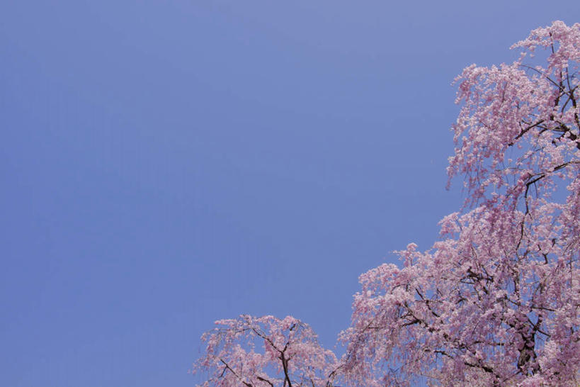 无人,横图,室外,白天,仰视,旅游,度假,美景,树林,植物,樱花,东京,日本,亚洲,许多,阴影,光线,影子,景观,娱乐,树,树木,蓝色,绿色,蓝天,天空,阳光,自然,天,享受,休闲,景色,放松,生长,晴朗,成长,自然风光,东亚,本州,万里无云,关东地方,本州岛,日本国,东京都,仙樱花,福岛樱,青肤樱,晴空,晴空万里,荆桃,彩图,低角度拍摄