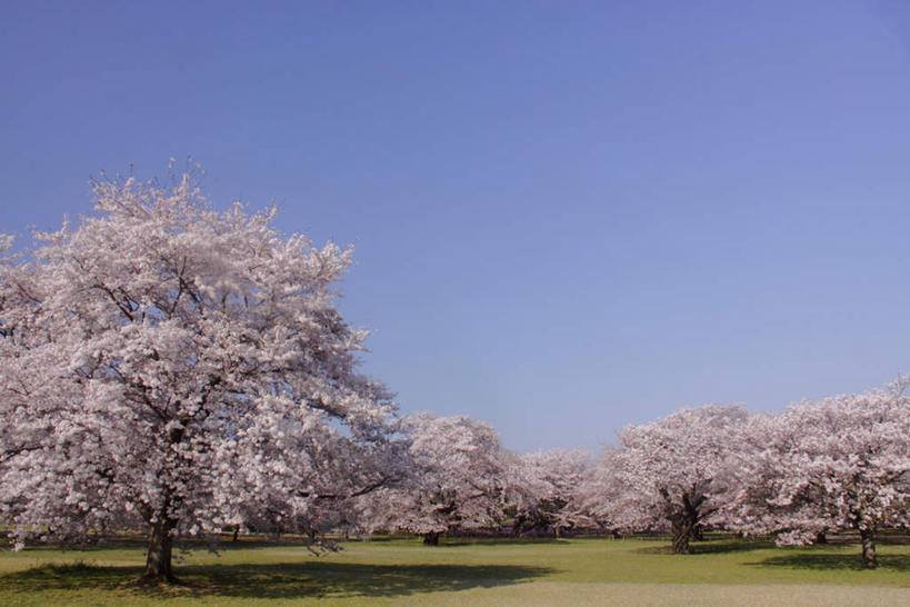 无人,横图,室外,白天,仰视,旅游,度假,草地,草坪,美景,树林,植物,樱花,东京,日本,亚洲,许多,阴影,光线,影子,景观,娱乐,草,树,树木,蓝色,绿色,蓝天,天空,阳光,自然,天,享受,休闲,景色,放松,生长,晴朗,成长,自然风光,东亚,本州,万里无云,关东地方,本州岛,日本国,东京都,仙樱花,福岛樱,青肤樱,晴空,晴空万里,荆桃,彩图,低角度拍摄