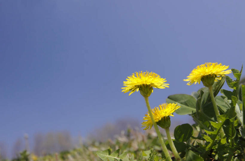 无人,横图,室外,特写,白天,仰视,爱情,草地,草坪,植物,蒲公英,静物,三朵,盛开,草,花,花瓣,花朵,花卉,鲜花,蓝色,绿色,蓝天,天空,天,花蕊,晴朗,万里无云,开朗,晴空,晴空万里,蒲公草,尿床草,彩图,低角度拍摄