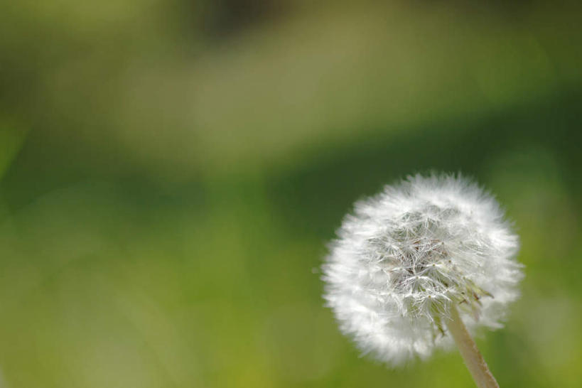 无人,横图,俯视,室外,特写,白天,爱情,草地,草坪,植物,蒲公英,静物,朦胧,模糊,盛开,草,花,花瓣,花朵,花卉,鲜花,一朵,绿色,花蕊,开朗,蒲公草,尿床草,彩图,高角度拍摄