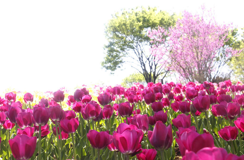 无人,横图,俯视,室外,白天,爱情,旅游,度假,花海,花圃,美景,植物,郁金香,叶子,许多,盛开,景观,绿叶,祝福,花蕾,娱乐,花,花瓣,花朵,花卉,鲜花,红色,蓝色,绿色,蓝天,天空,自然,花丛,花田,天,花苞,花蕊,享受,休闲,嫩叶,景色,放松,生长,晴朗,成长,表白,自然风光,荣誉,万里无云,永恒,叶,叶片,晴空,晴空万里,郁香,洋荷花,草麝香,彩图,高角度拍摄