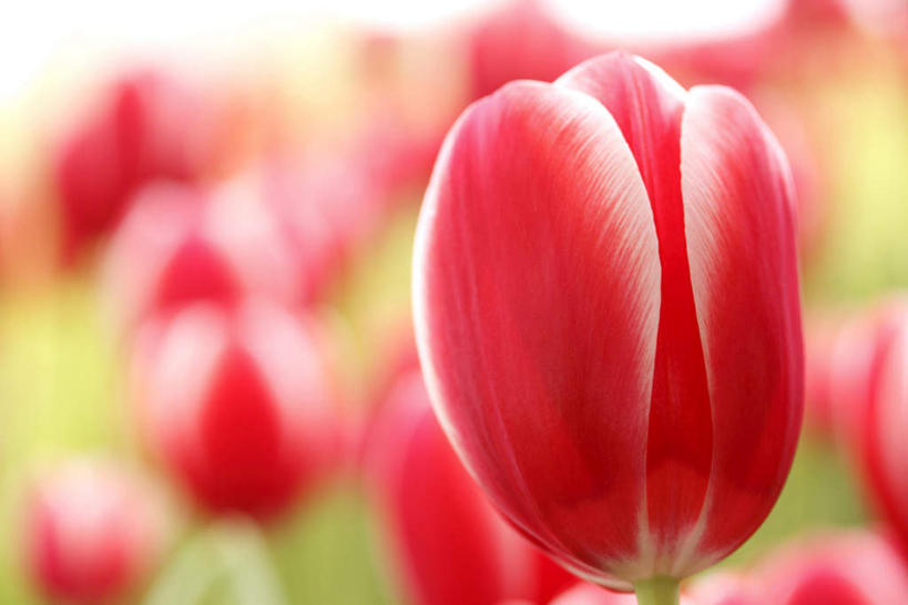 无人,横图,室外,白天,正面,爱情,旅游,度假,花海,花圃,美景,植物,郁金香,叶子,许多,盛开,景观,绿叶,祝福,花蕾,娱乐,花,花瓣,花朵,花卉,鲜花,红色,蓝色,绿色,蓝天,天空,自然,花丛,花田,天,花苞,花蕊,享受,休闲,嫩叶,景色,放松,生长,晴朗,成长,表白,自然风光,荣誉,万里无云,永恒,叶,叶片,晴空,晴空万里,郁香,洋荷花,草麝香,彩图