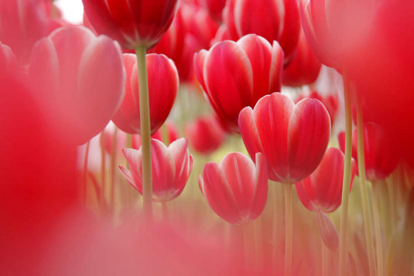 无人,横图,俯视,室外,白天,爱情,旅游,度假,花海,花圃,美景,植物,郁金香,叶子,许多,盛开,景观,绿叶,祝福,花蕾,娱乐,花,花瓣,花朵,花卉,鲜花,红色,蓝色,绿色,蓝天,天空,自然,花丛,花田,天,花苞,花蕊,享受,休闲,嫩叶,景色,放松,生长,晴朗,成长,表白,自然风光,荣誉,万里无云,永恒,叶,叶片,晴空,晴空万里,郁香,洋荷花,草麝香,彩图,高角度拍摄