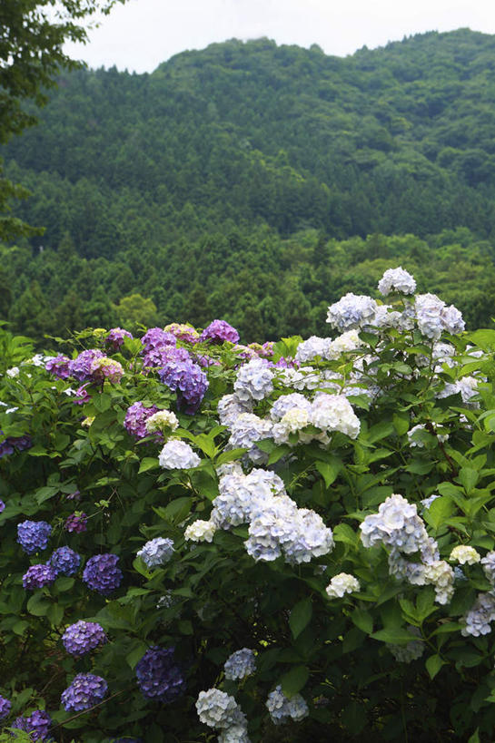 无人,竖图,室外,白天,正面,旅游,度假,骄傲,花海,花圃,美景,森林,山,树林,植物,八仙花,叶子,日本,亚洲,许多,盛开,景观,山峰,云,云朵,绿叶,山峦,花蕾,云彩,娱乐,花,花瓣,花朵,花卉,鲜花,树,树木,绿色,紫色,白色,白云,天空,自然,花丛,花田,天,花苞,花蕊,绣球花,享受,休闲,嫩叶,景色,放松,生长,成长,紫阳花,洋绣球,自然风光,东亚,本州,关东地方,本州岛,日本国,草绣球,斗球,七变化,粉团花,崎玉,崎玉县,善变,叶,叶片,彩图
