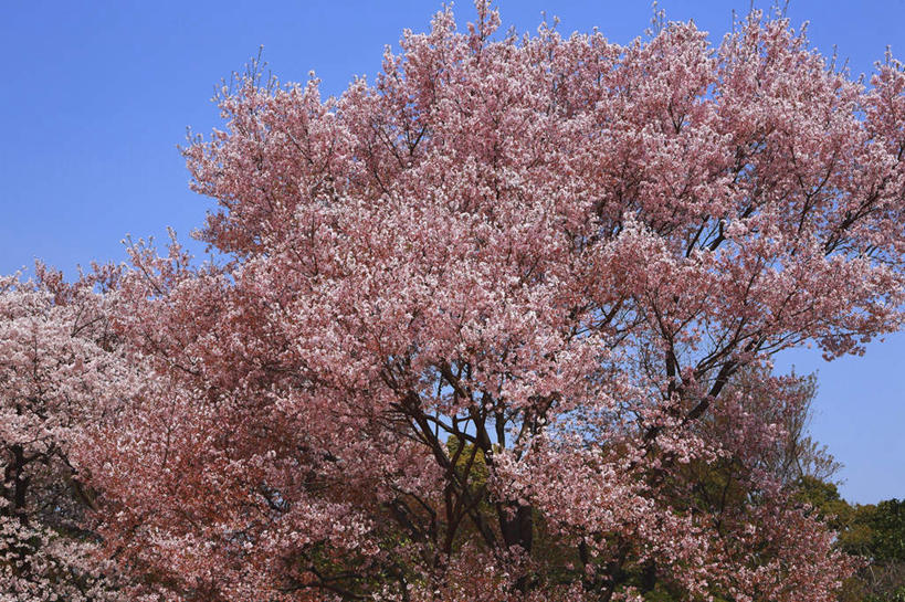 无人,横图,室外,特写,白天,仰视,旅游,度假,幸福,纯洁,美景,植物,樱花,日本,亚洲,许多,盛开,景观,娱乐,花,花瓣,花朵,花卉,鲜花,树,树木,粉色,蓝色,绿色,蓝天,天空,自然,天,花蕊,享受,休闲,景色,放松,生长,晴朗,成长,等待,生命,自然风光,东亚,本州,万里无云,关东地方,本州岛,日本国,仙樱花,福岛樱,青肤樱,崎玉,崎玉县,高尚,热烈,晴空,晴空万里,荆桃,彩图,低角度拍摄
