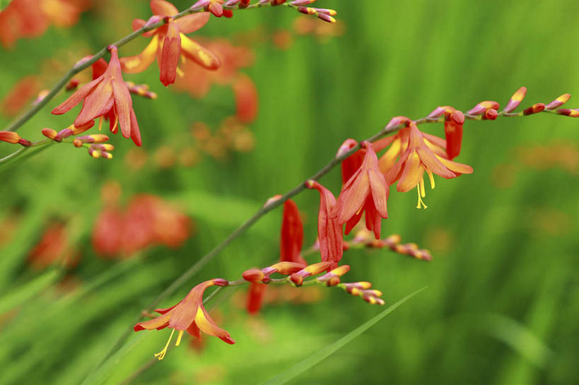 无人,横图,室外,特写,白天,正面,旅游,度假,花海,花圃,美景,植物,叶子,许多,朦胧,模糊,盛开,景观,绿叶,草药,花蕾,娱乐,中药,花,花瓣,花朵,花卉,鲜花,红色,绿色,自然,花丛,花田,花苞,花蕊,享受,休闲,嫩叶,景色,放松,生长,成长,鸢尾,自然风光,药材,中草药,中药材,本草,紫蝴蝶,蓝蝴蝶,乌鸢,扁竹花,叶,叶片,彩图