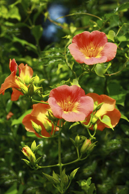 无人,竖图,俯视,室外,特写,白天,旅游,度假,花海,花圃,美景,植物,叶子,日本,亚洲,许多,阴影,朦胧,模糊,盛开,光线,影子,景观,绿叶,花蕾,娱乐,花,花瓣,花朵,花卉,鲜花,红色,绿色,阳光,自然,花丛,花田,花苞,花蕊,享受,休闲,嫩叶,景色,放松,母爱,生长,成长,自然风光,东亚,本州,关东地方,本州岛,日本国,凌霄花,崎玉,崎玉县,声誉,凌霄,紫葳,叶,叶片,彩图,高角度拍摄