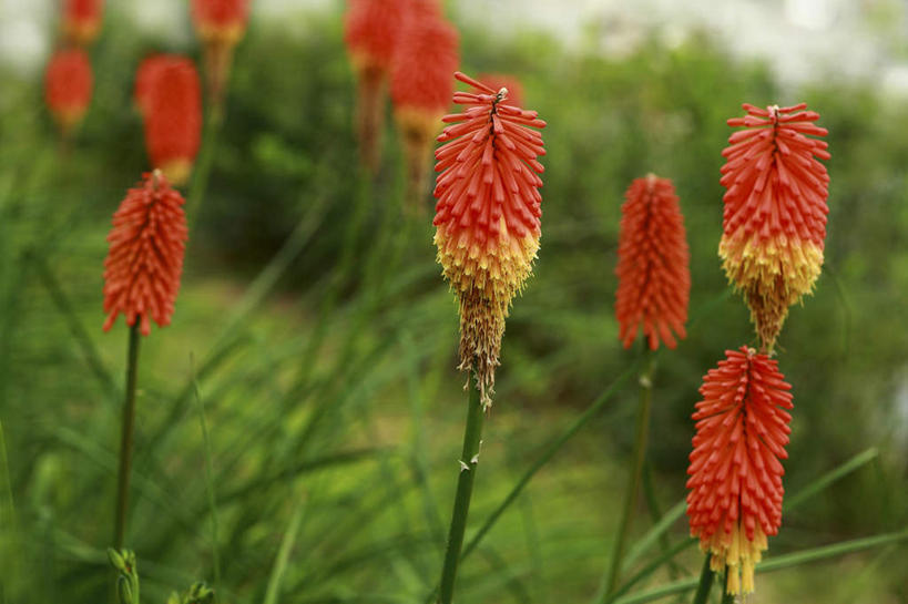 无人,横图,室外,特写,白天,正面,旅游,度假,热情,花海,花圃,美景,植物,叶子,日本,亚洲,许多,朦胧,模糊,盛开,景观,花蕾,娱乐,花,花瓣,花朵,花卉,鲜花,红色,绿色,自然,花丛,花束,花田,花苞,花蕊,享受,休闲,景色,放松,自然风光,东亚,本州,关东地方,本州岛,日本国,崎玉,崎玉县,思念,火把莲,火炬百合,火炬花,彩图