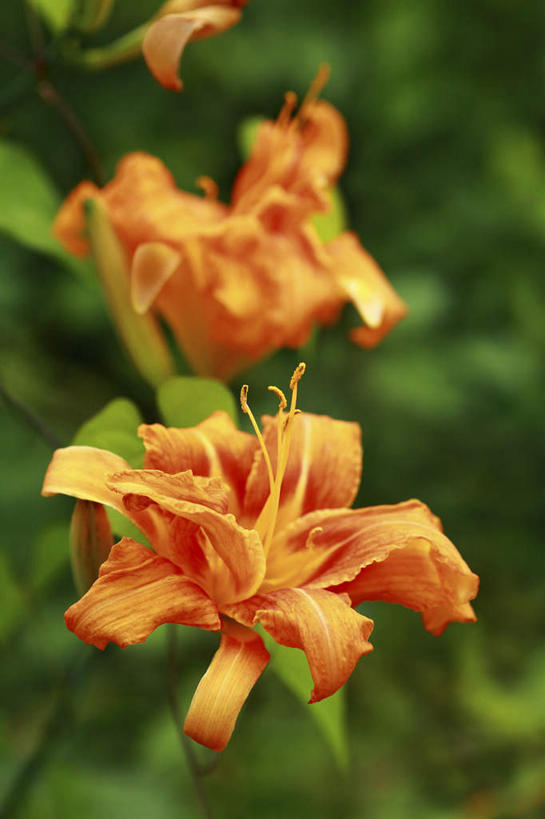 无人,竖图,室外,特写,白天,正面,旅游,度假,花海,花圃,美景,植物,百合花,叶子,日本,亚洲,朦胧,模糊,盛开,景观,花蕾,娱乐,花,花瓣,花朵,花卉,鲜花,两朵,绿色,自然,花丛,花束,花田,花苞,花蕊,享受,休闲,橙色,景色,放松,自然风光,东亚,本州,关东地方,本州岛,日本国,强瞿,崎玉,崎玉县,百合蒜,倒仙,番韭,山丹,彩图