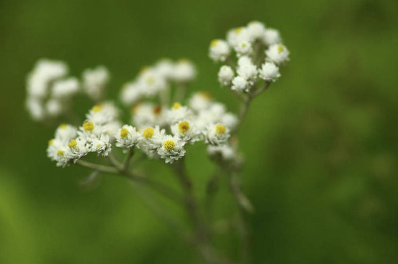 无人,横图,室外,特写,白天,正面,旅游,度假,花海,花圃,美景,植物,叶子,日本,亚洲,许多,朦胧,模糊,盛开,景观,花蕾,娱乐,花,花瓣,花朵,花卉,鲜花,绿色,白色,自然,花丛,花束,花田,花苞,花蕊,享受,休闲,景色,放松,自然风光,东亚,本州,关东地方,本州岛,日本国,崎玉,崎玉县,彩图