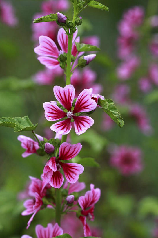 无人,竖图,室外,特写,白天,正面,旅游,度假,花海,花圃,美景,植物,叶子,日本,亚洲,许多,朦胧,模糊,盛开,景观,花蕾,娱乐,花,花瓣,花朵,花卉,鲜花,绿色,紫色,自然,花丛,花束,花田,花苞,花蕊,享受,休闲,景色,放松,自然风光,东亚,本州,关东地方,本州岛,日本国,崎玉,崎玉县,金钱紫花葵,锦葵,荆葵,钱葵,淑气花,小白淑气花,恩惠,彩图