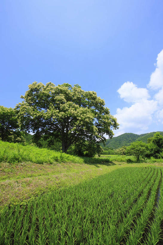 无人,农田,竖图,室外,白天,正面,旅游,度假,农业,庄稼,农作物,草地,草坪,美景,植物,日本,亚洲,稻田,景观,云,云朵,云彩,娱乐,草,树,树木,蓝色,绿色,白云,蓝天,天空,自然,天,享受,休闲,景色,放松,生长,晴朗,成长,自然风光,东亚,本州,本州岛,日本国,中国地方,鸟取,鸟取县,晴空,彩图,耕地,庄稼田