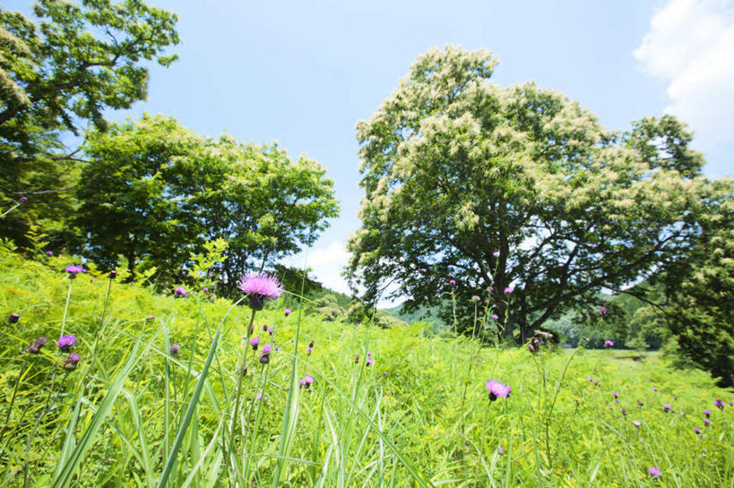 无人,横图,室外,特写,白天,仰视,旅游,度假,草地,草坪,美景,植物,日本,亚洲,盛开,景观,云,云朵,云彩,娱乐,草,花,花瓣,花朵,花卉,鲜花,树,树木,一朵,蓝色,绿色,紫色,白云,蓝天,天空,自然,天,花蕊,享受,休闲,景色,放松,生长,晴朗,成长,自然风光,东亚,本州,本州岛,日本国,中国地方,鸟取,鸟取县,晴空,彩图,低角度拍摄