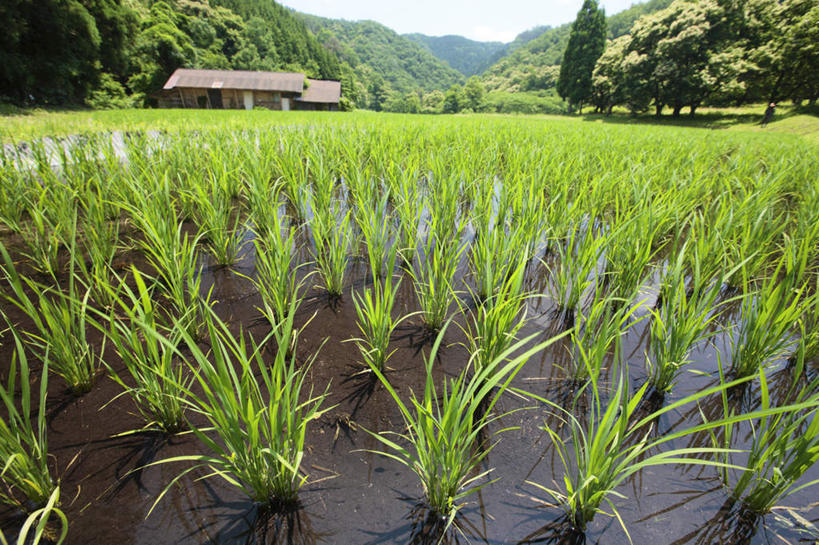 无人,家,农田,横图,室外,白天,仰视,旅游,度假,农业,庄稼,农作物,美景,山,日本,亚洲,阴影,光线,影子,房屋,屋子,池塘,稻田,景观,山峰,山峦,娱乐,楼房,住宅,阳光,自然,享受,休闲,景色,放松,自然风光,东亚,本州,本州岛,日本国,中国地方,鸟取,鸟取县,彩图,低角度拍摄,耕地,庄稼田,房子